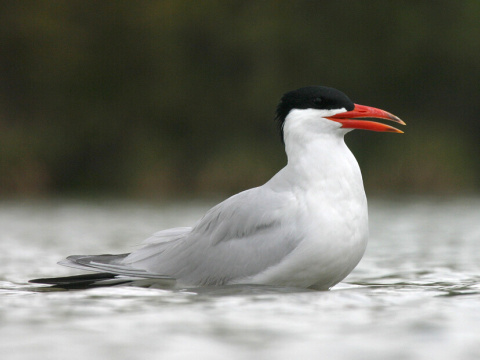 ryb�r ve�kozob� / �egrava ve�kozob�
 (Sterna caspia
)