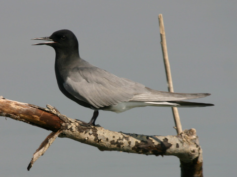 �or�k �ierny
 (Chlidonias niger
)