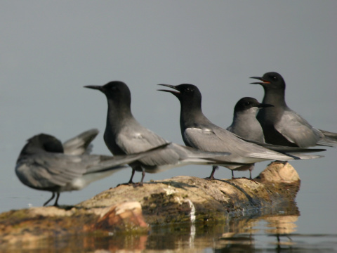 �or�k �ierny
 (Chlidonias niger
)