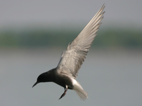 �or�k �ierny
 (Chlidonias niger
)