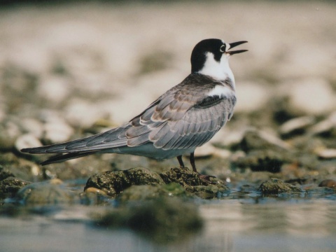 �or�k �ierny
 (Chlidonias niger
)
