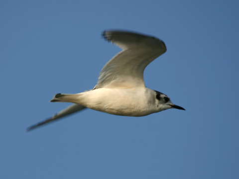 �or�k �ierny
 (Chlidonias niger
)