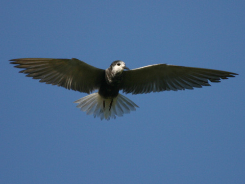 �or�k �ierny
 (Chlidonias niger
)