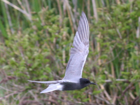 �or�k �ierny
 (Chlidonias niger
)