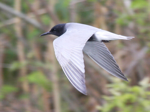 �or�k �ierny
 (Chlidonias niger
)
