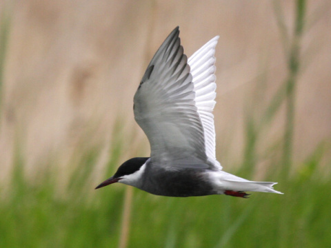�or�k bahenn�
 (Chlidonias hybridus
)