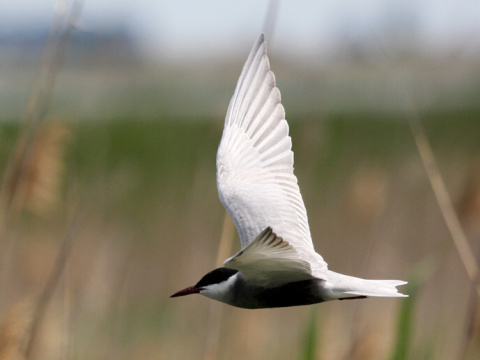 �or�k bahenn�
 (Chlidonias hybridus
)