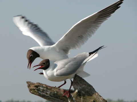�ajka smejiv�
 (Rad kul�kotvar� Charadriiformes
)