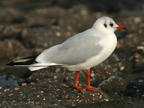 �ajka smejiv�
 (Rad kul�kotvar� Charadriiformes
)