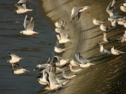 �ajka smejiv�
 (Rad kul�kotvar� Charadriiformes
)