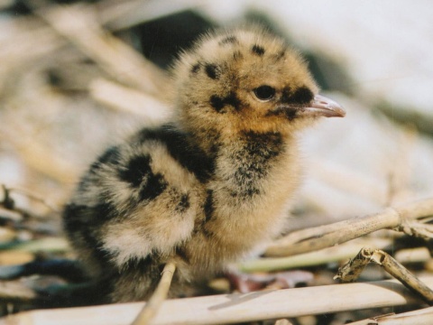 �ajka smejiv�
 (Rad kul�kotvar� Charadriiformes
)