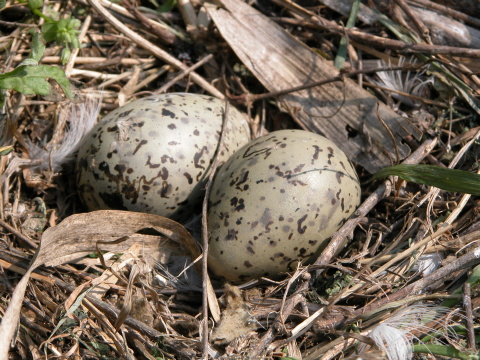 �ajka �iernohlav�
 (Larus melanocephalus
)