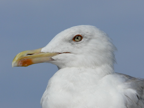 �ajka bielohlav�
 (Larus cachinnans
)