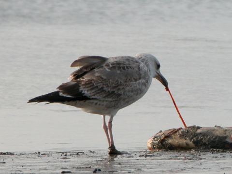 �ajka bielohlav�
 (Larus cachinnans
)