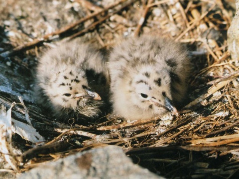 �ajka bielohlav�
 (Larus cachinnans
)