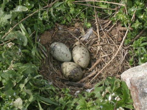 �ajka bielohlav�
 (Larus cachinnans
)