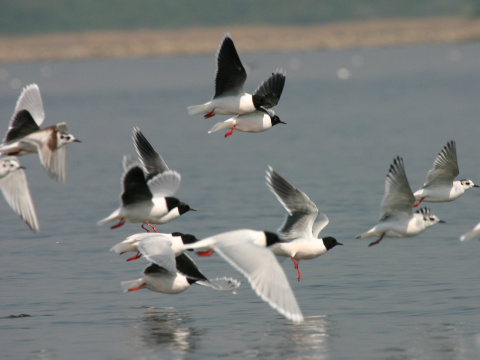 �ajka mal�
 (Larus minutus
)