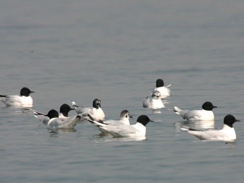 �ajka mal�
 (Larus minutus
)