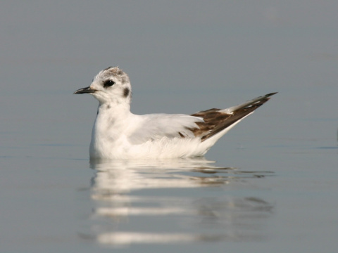 �ajka mal�
 (Larus minutus
)