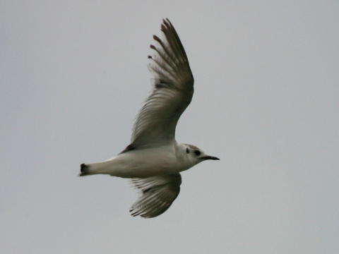 �ajka mal�
 (Larus minutus
)