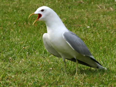 �ajka siv�
 (Larus canus
)