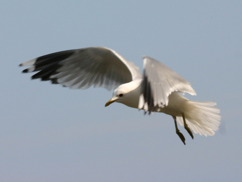 �ajka siv�
 (Larus canus
)