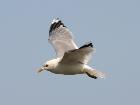 �ajka siv�
 (Larus canus
)