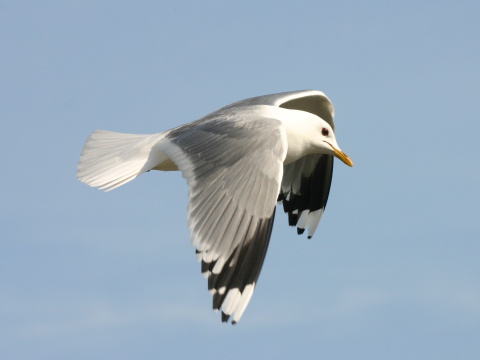 �ajka siv�
 (Larus canus
)