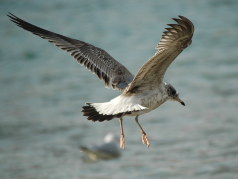 �ajka siv�
 (Larus canus
)