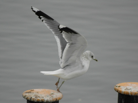 �ajka siv�
 (Larus canus
)