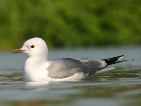 �ajka siv�
 (Larus canus
)