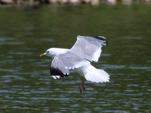 �ajka siv�
 (Larus canus
)