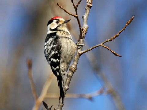 �ate� mal�
 (Dendrocopos minor
)