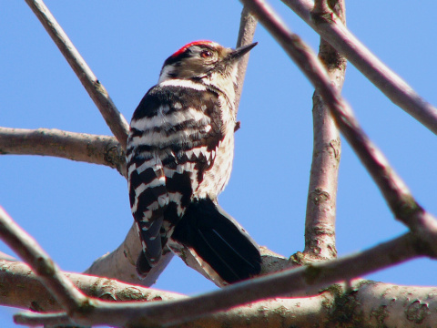 �ate� mal�
 (Dendrocopos minor
)