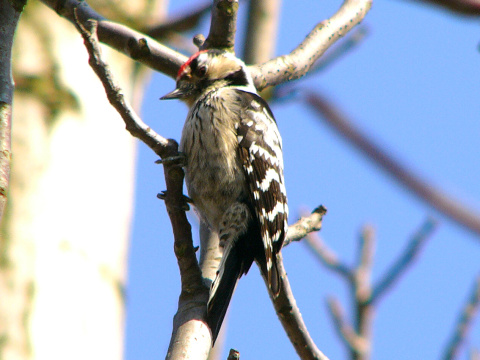 �ate� mal�
 (Dendrocopos minor
)