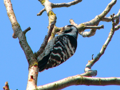 �ate� mal�
 (Dendrocopos minor
)