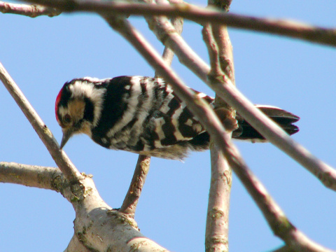 �ate� mal�
 (Dendrocopos minor
)