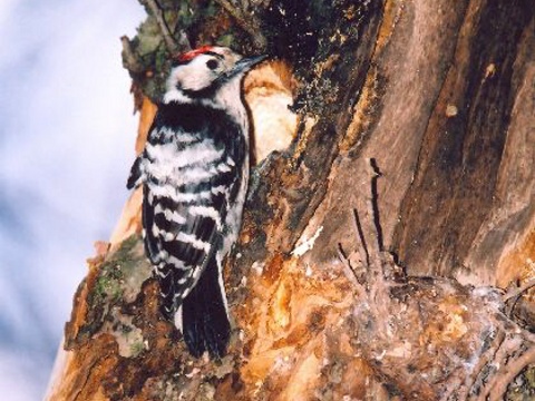 �ate� mal�
 (Dendrocopos minor
)