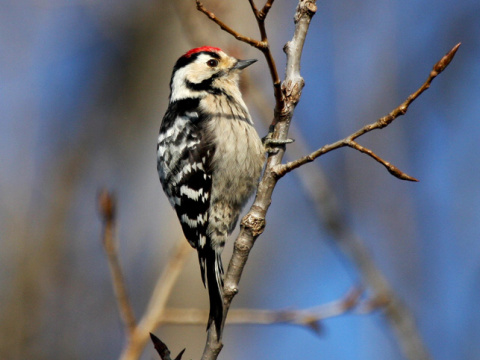 �ate� mal�
 (Dendrocopos minor
)