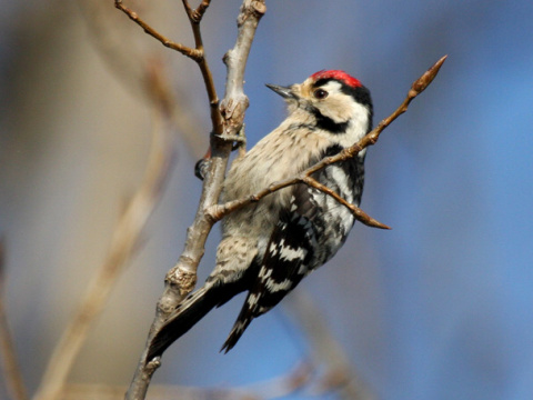 �ate� mal�
 (Dendrocopos minor
)