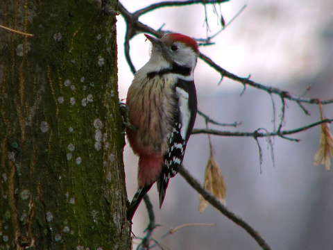 �ate� prostredn�
 (Dendrocopos medius
)