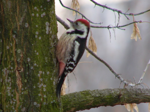 �ate� prostredn�
 (Dendrocopos medius
)