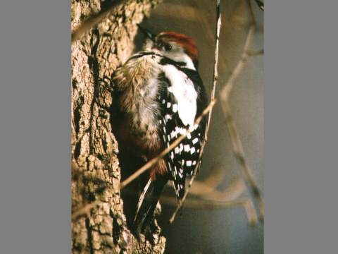 �ate� prostredn�
 (Dendrocopos medius
)