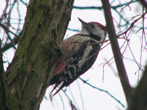 �ate� prostredn�
 (Dendrocopos medius
)