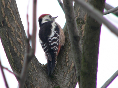 �ate� prostredn�
 (Dendrocopos medius
)