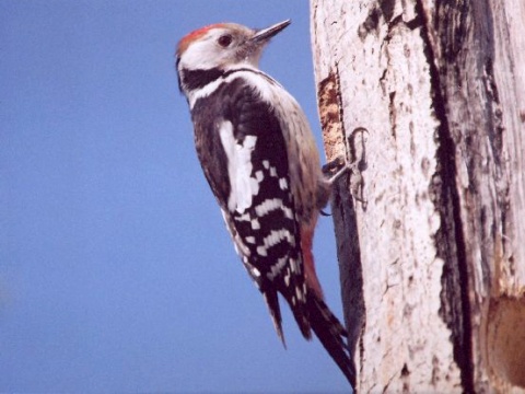 �ate� prostredn�
 (Dendrocopos medius
)