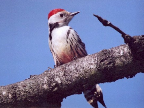 �ate� prostredn�
 (Dendrocopos medius
)