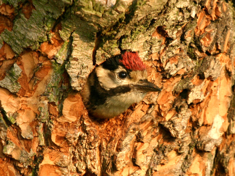 �ate� ve�k�
 (Dendrocopos major
)