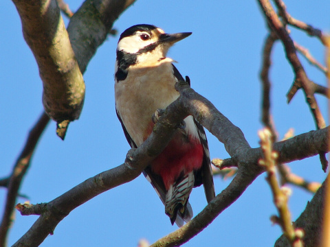 �ate� ve�k�
 (Dendrocopos major
)