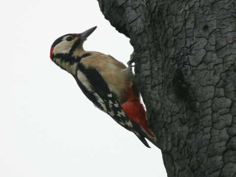 �ate� ve�k�
 (Dendrocopos major
)